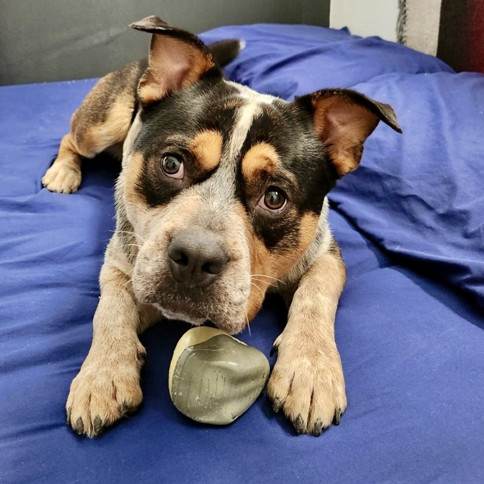 Sheriff Buzby - Cattle Dog/Terrier, American Staffordshire