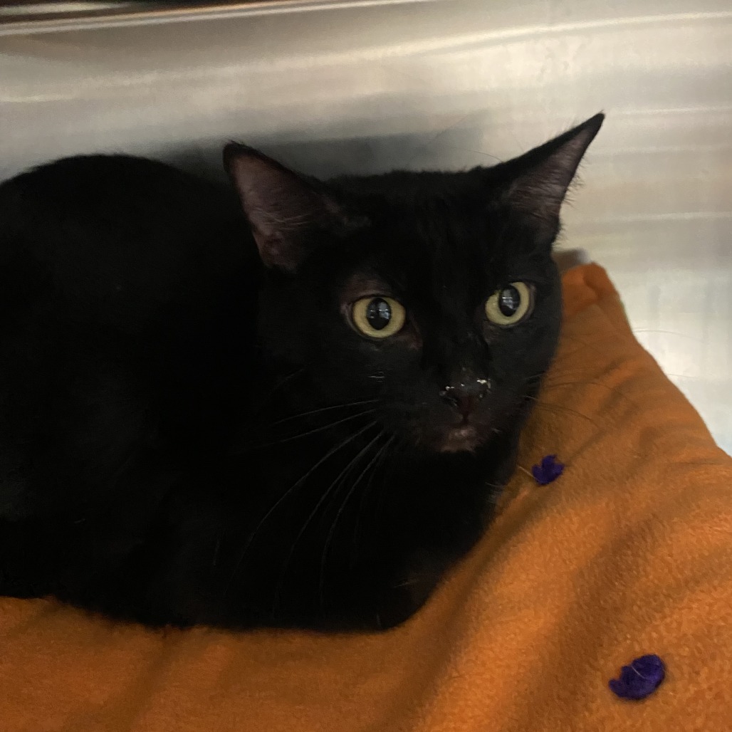 Mars - Domestic Shorthair