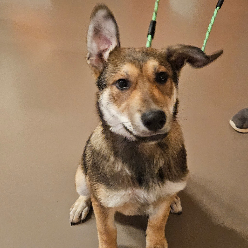 Yoshi - Mixed Breed (Large)