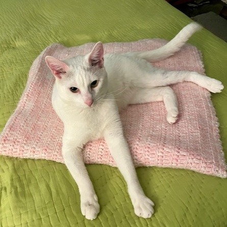 Icee - Domestic Shorthair