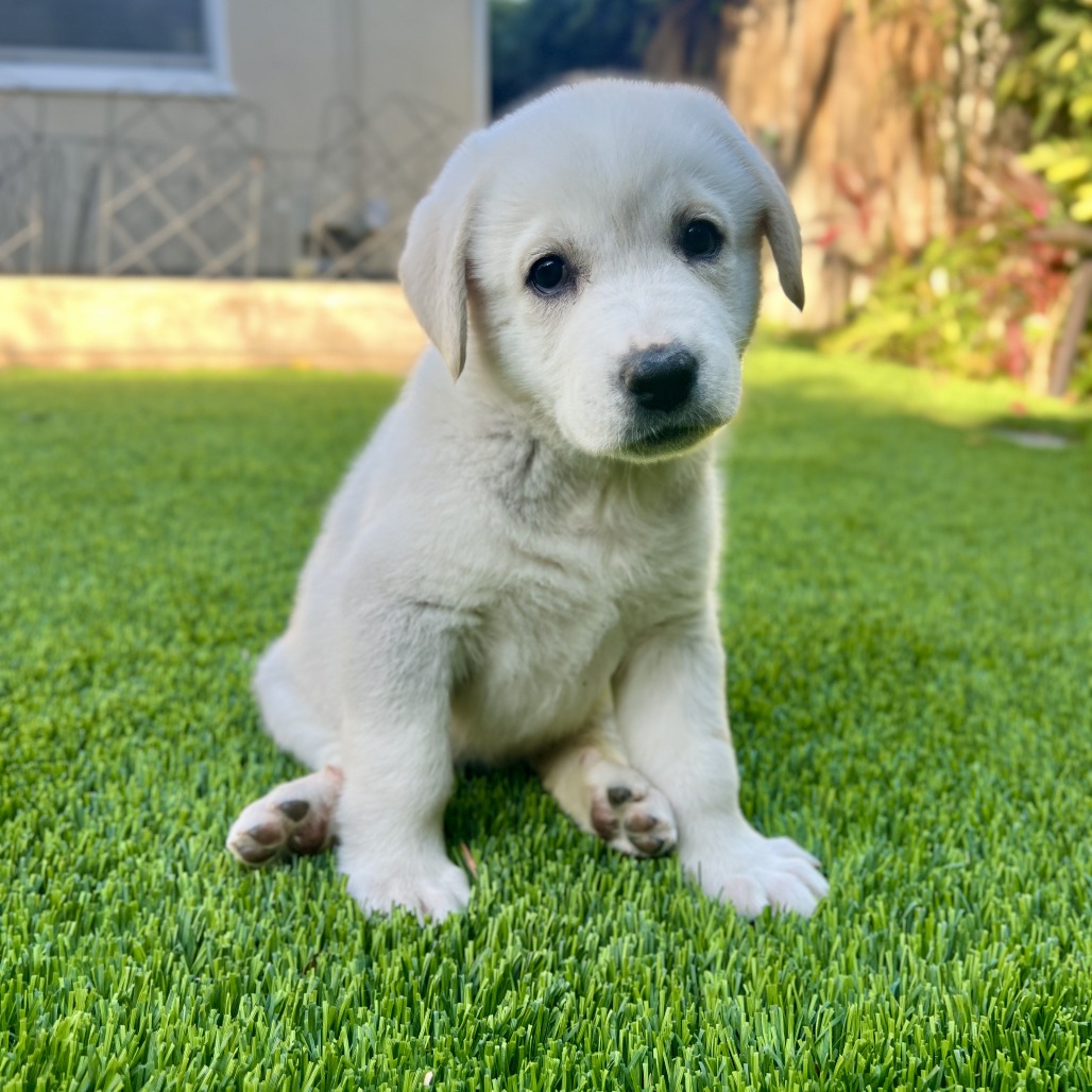 Fawn - Shepherd, Anatolian/Mix