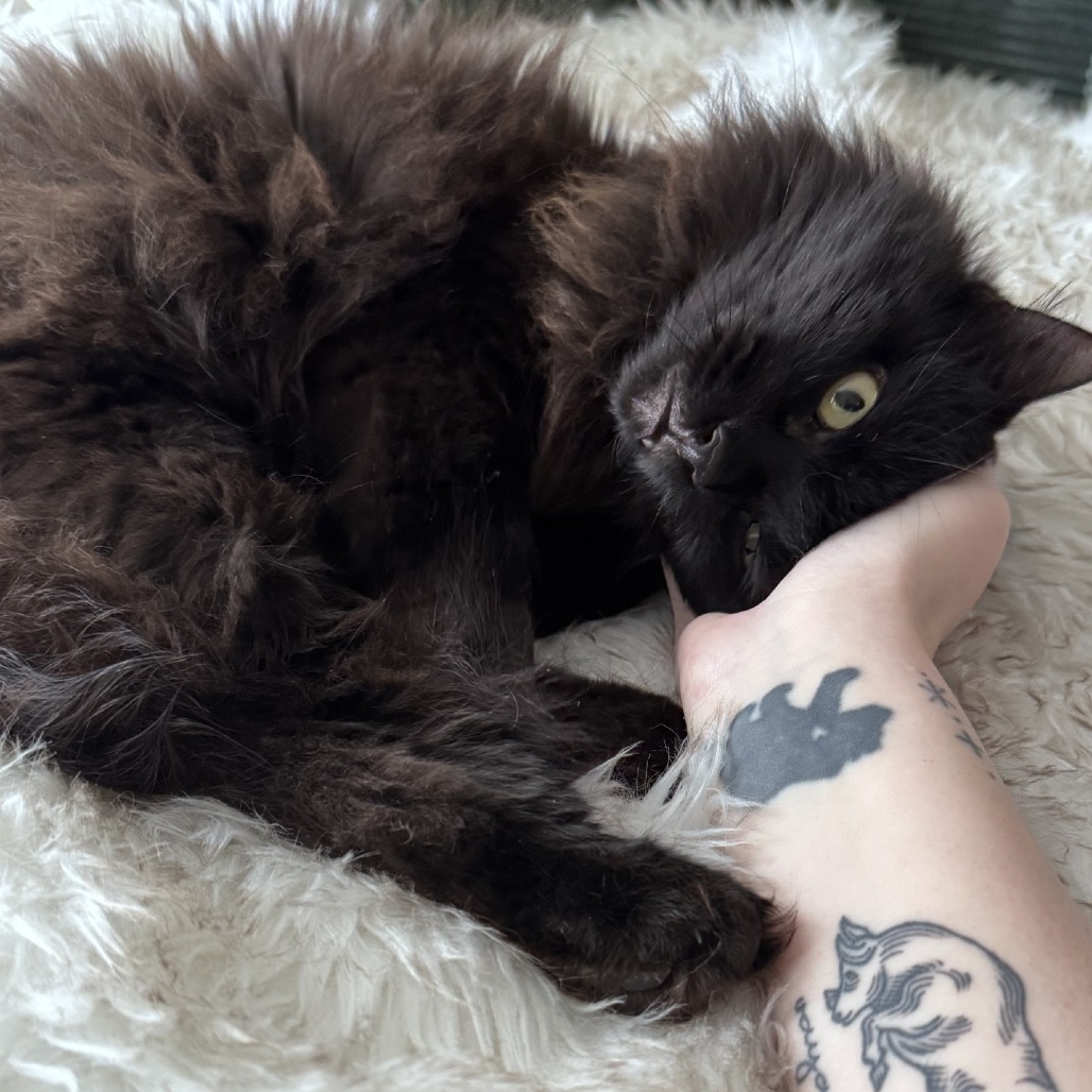 Purrcival - Domestic Shorthair
