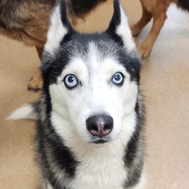 Stella - Mixed Breed (Medium)/Husky, Siberian