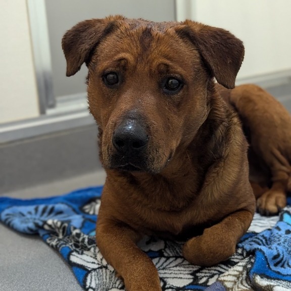 Rufus - Mixed Breed (Large)