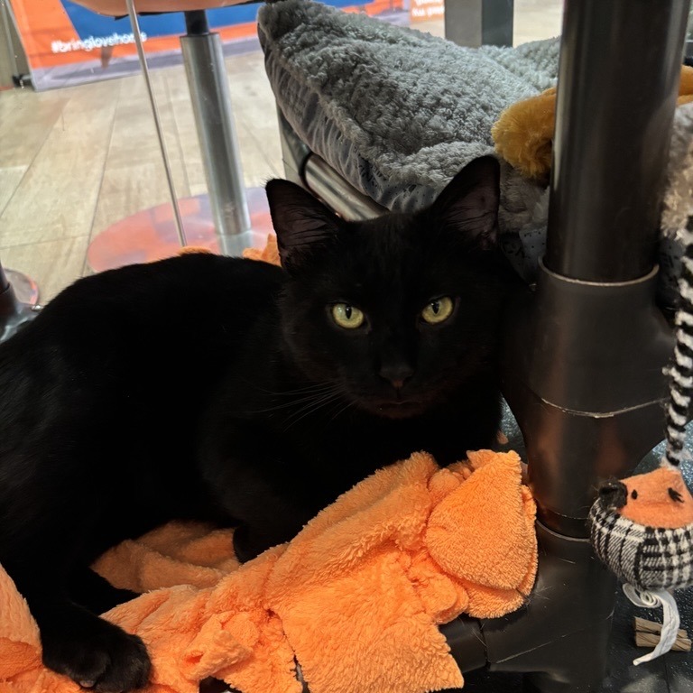 Cinder - Domestic Shorthair