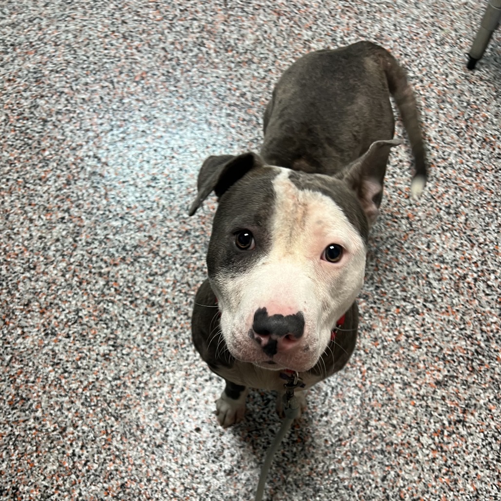 Benito - Mixed Breed (Large)/Terrier, American Pit Bull