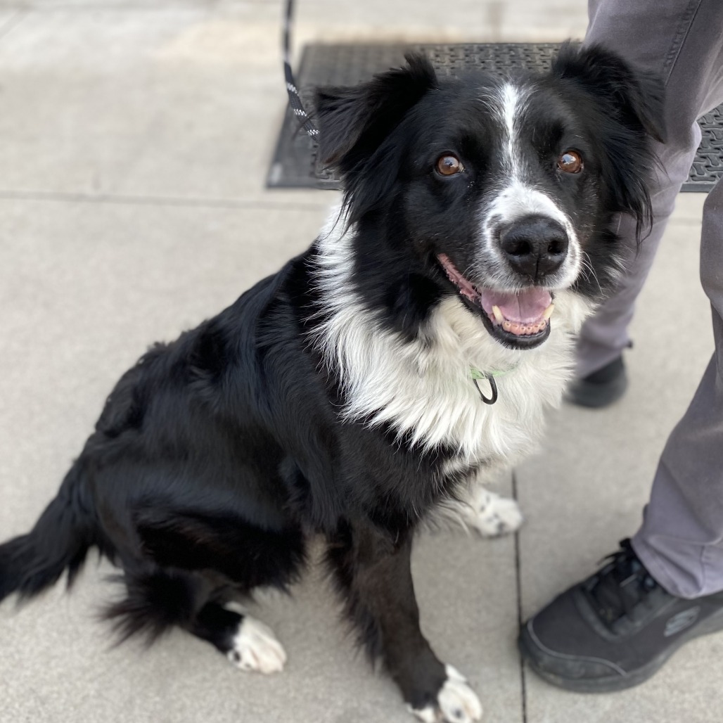 Agatha - Mixed Breed (Medium)/Collie, Border