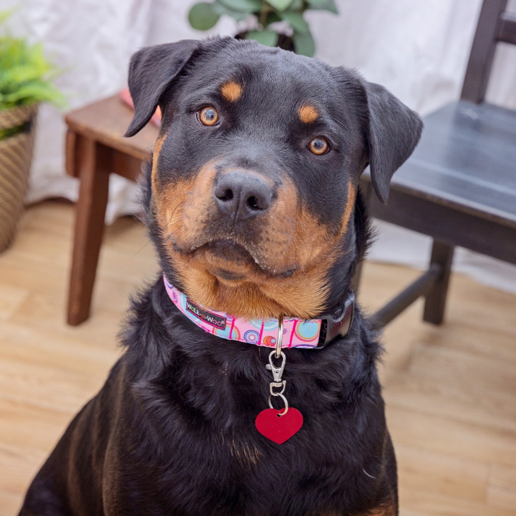 Bianca - Rottweiler/Mix