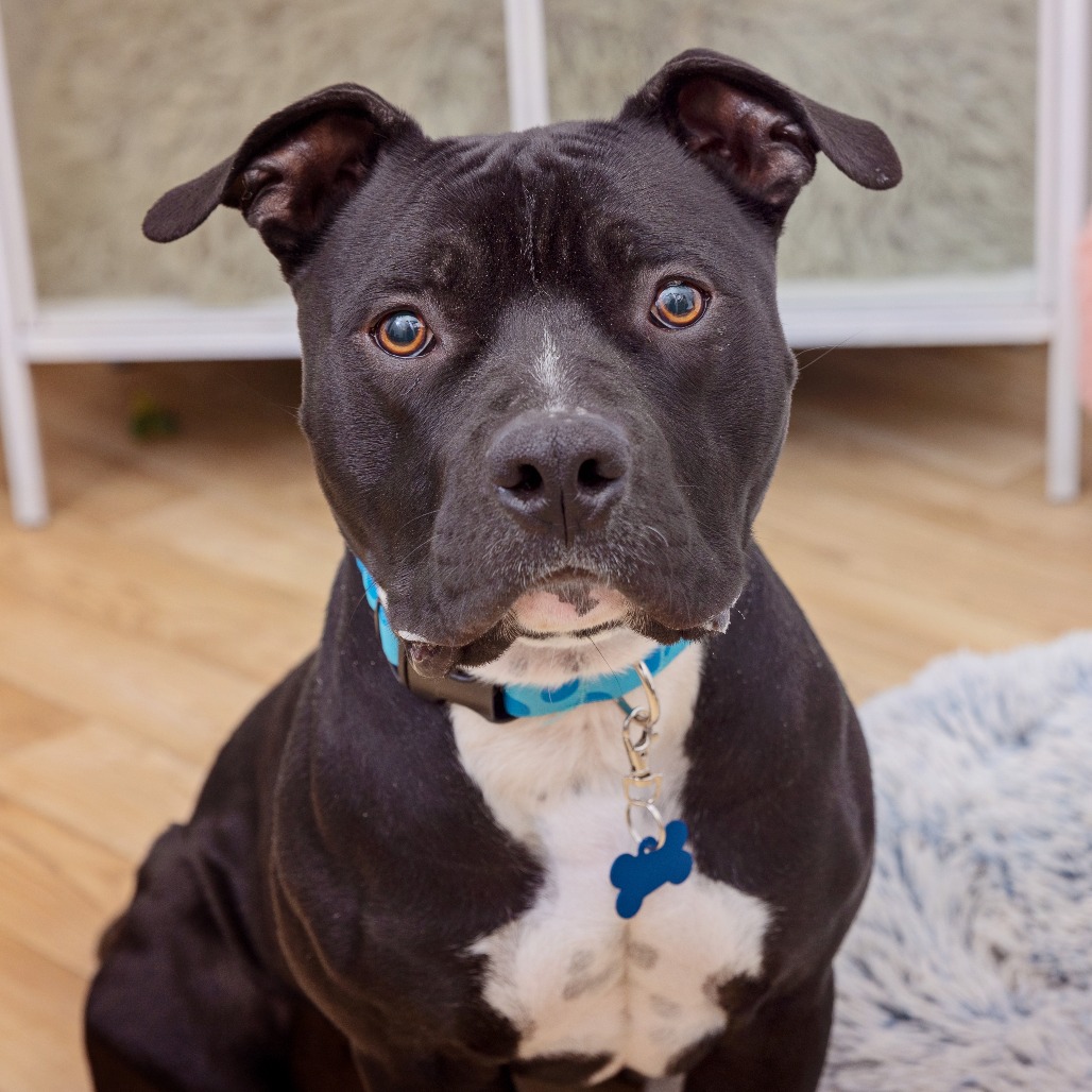 Bane - Terrier, Pit Bull/Mixed Breed (Medium)