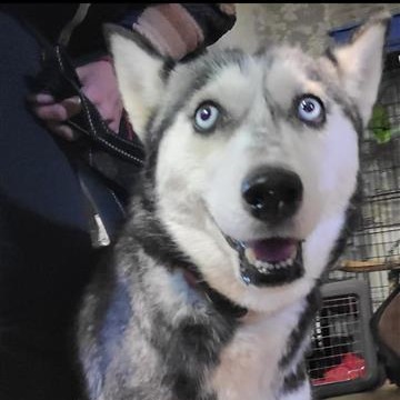 Mercedes - Husky/Mixed Breed (Medium)