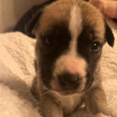 Volvo - Husky/Mix