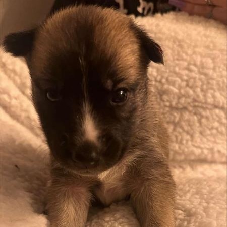 Landrover - Husky/Mix