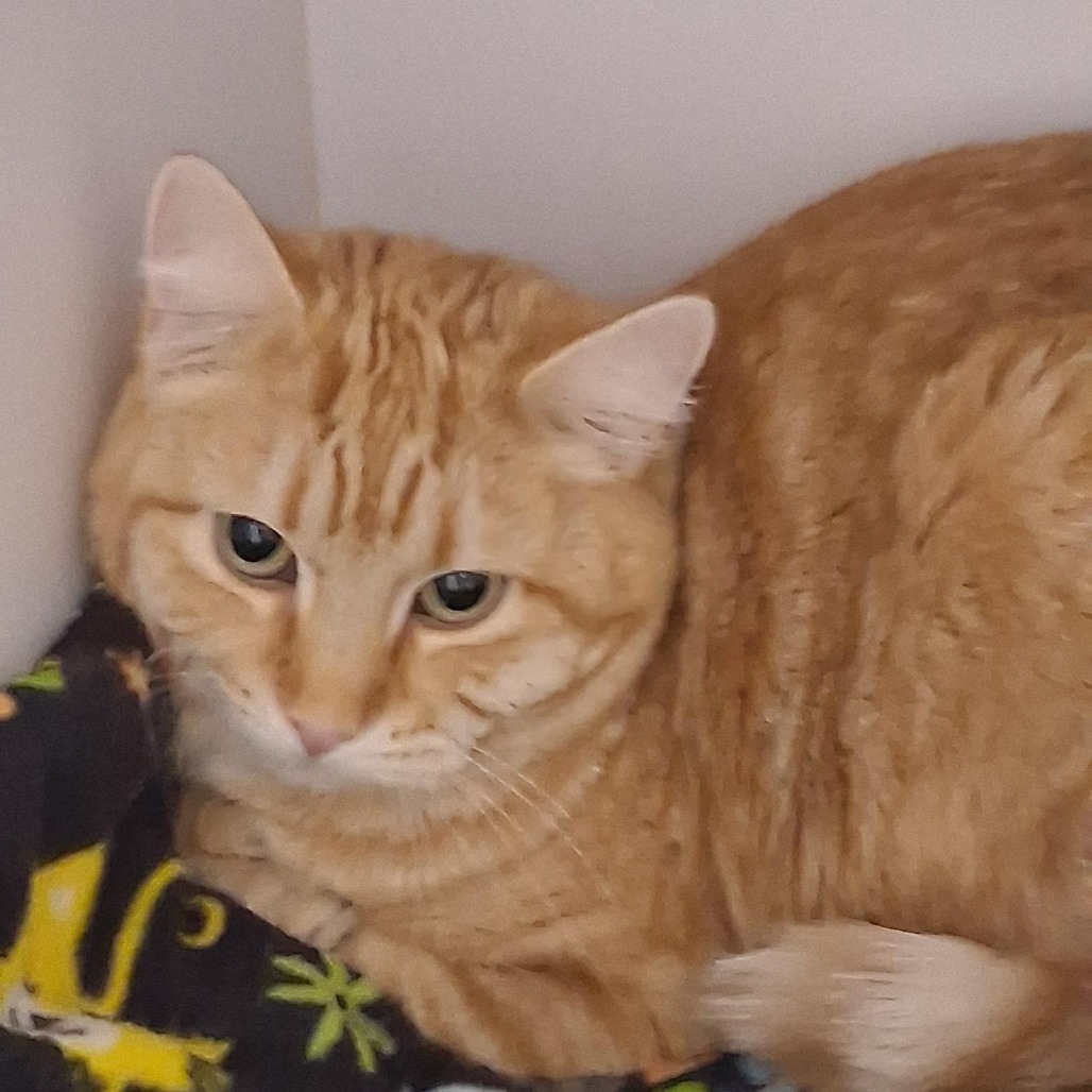 Peanut - Domestic Shorthair