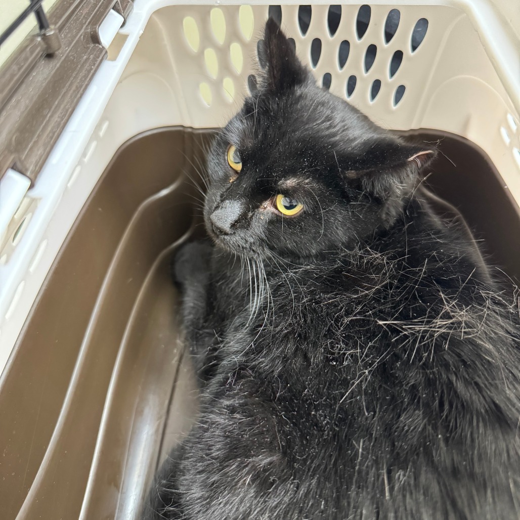 Shadow - Domestic Shorthair