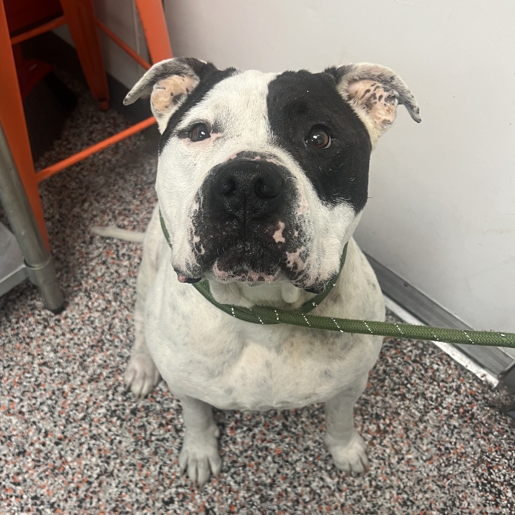 Drumstick - Mixed Breed (Large)/Bulldog, American