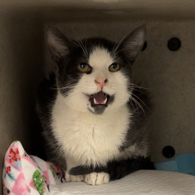Mr. Burns - Domestic Shorthair