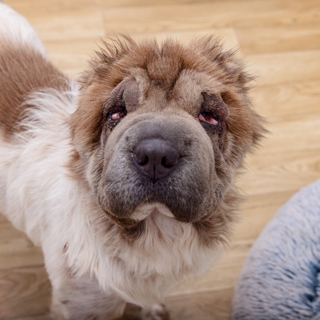 Ceres - Chinese Shar-Pei/Mix