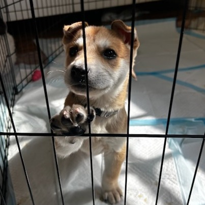 Kiara - Shepherd/Mix