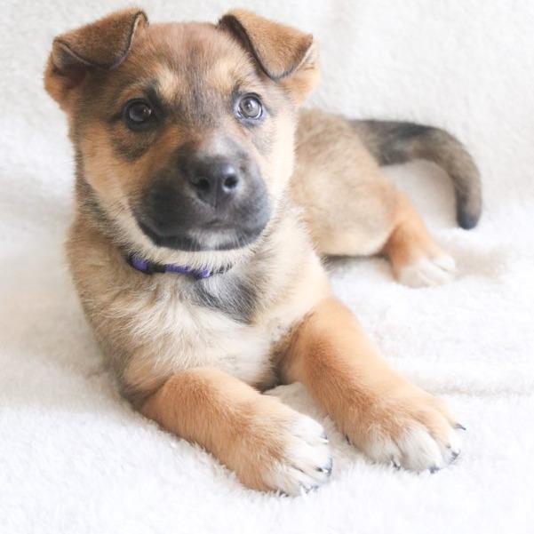Kari - Shepherd/Mix