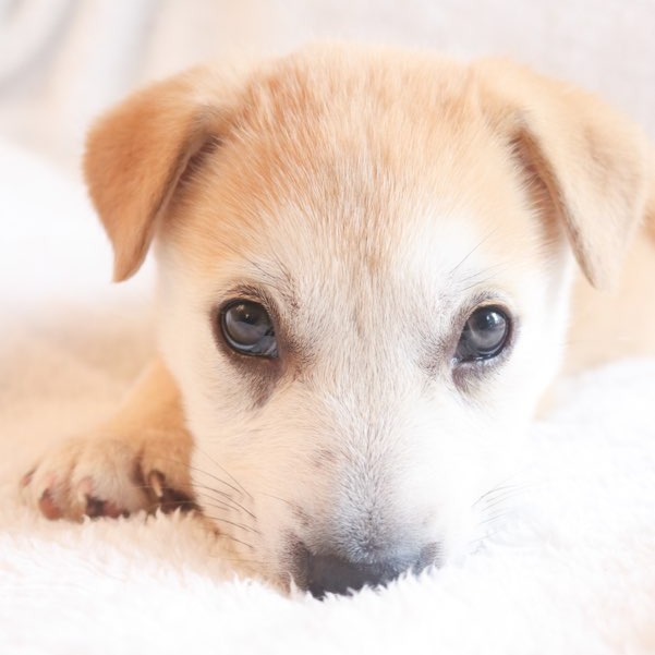 Kuzco - Shepherd/Mix