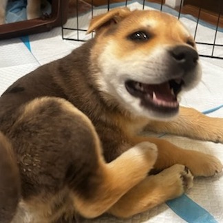 Kermit - Shepherd/Mix