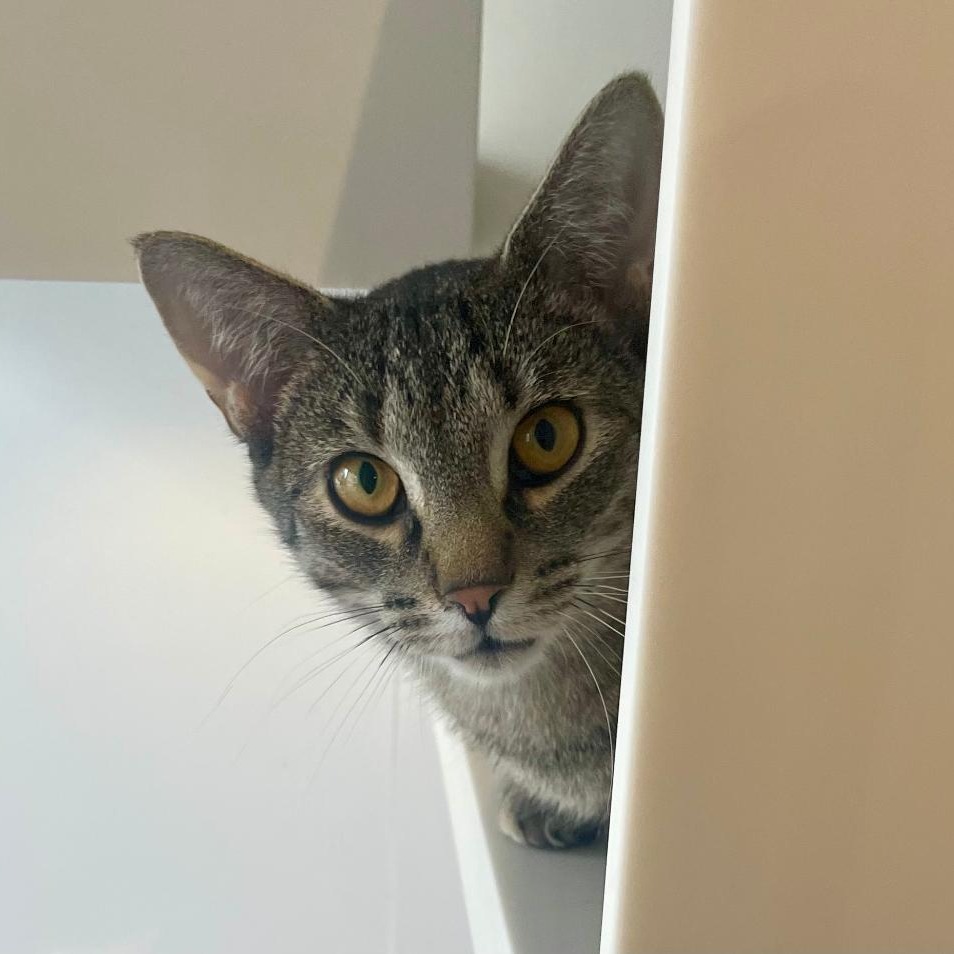 Candy - Domestic Shorthair