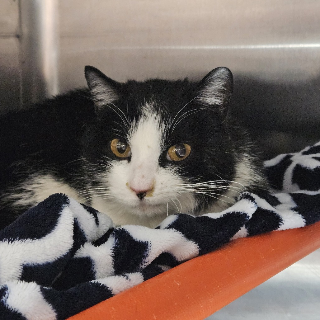 Dave - Domestic Shorthair