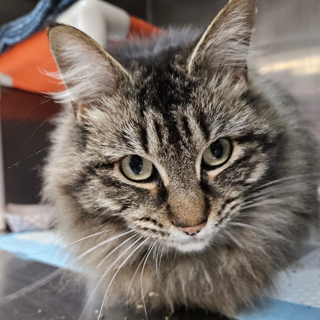 Demure - Domestic Shorthair