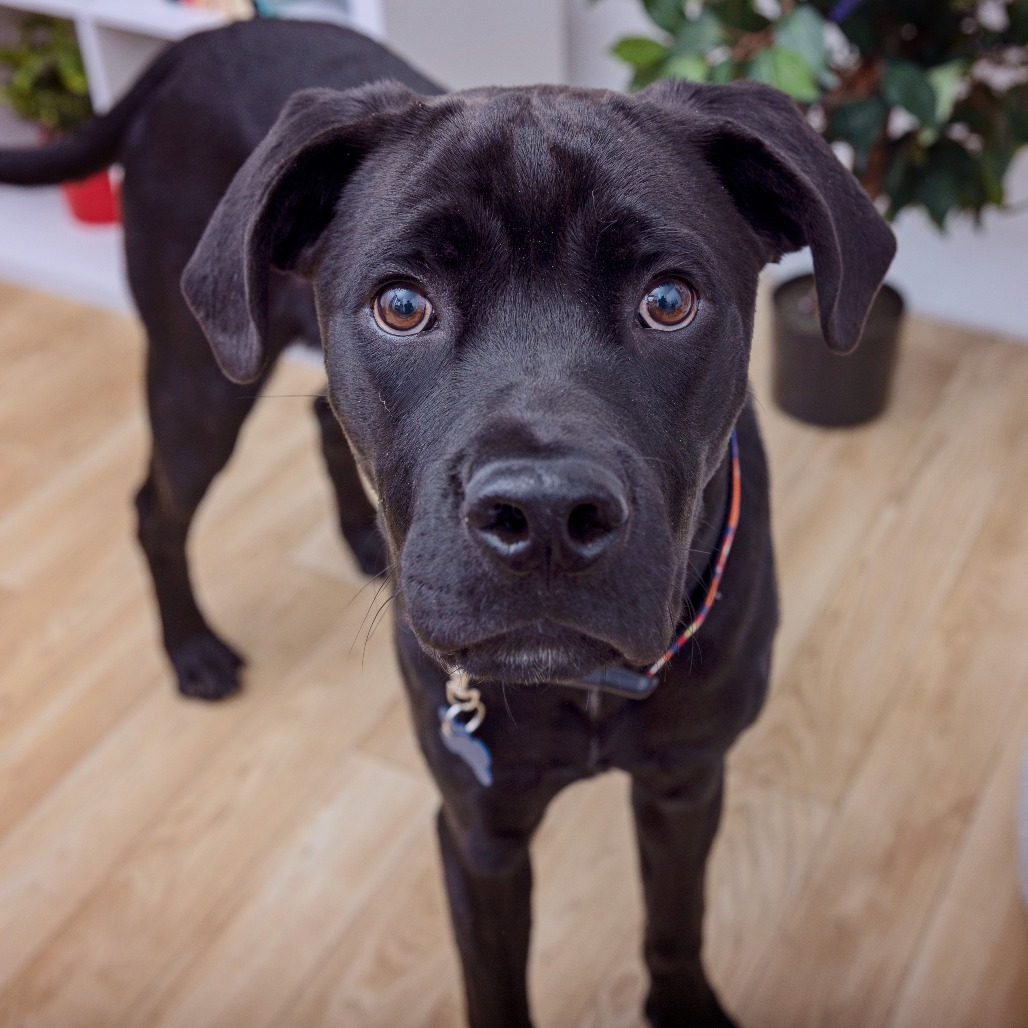 Dewey - Boxer/Mixed Breed (Large)