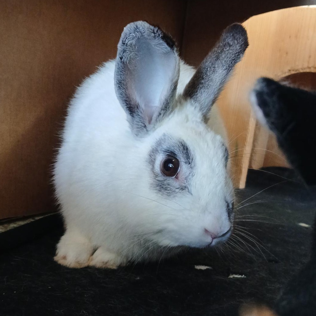 Marlon Bundo - Rhinelander