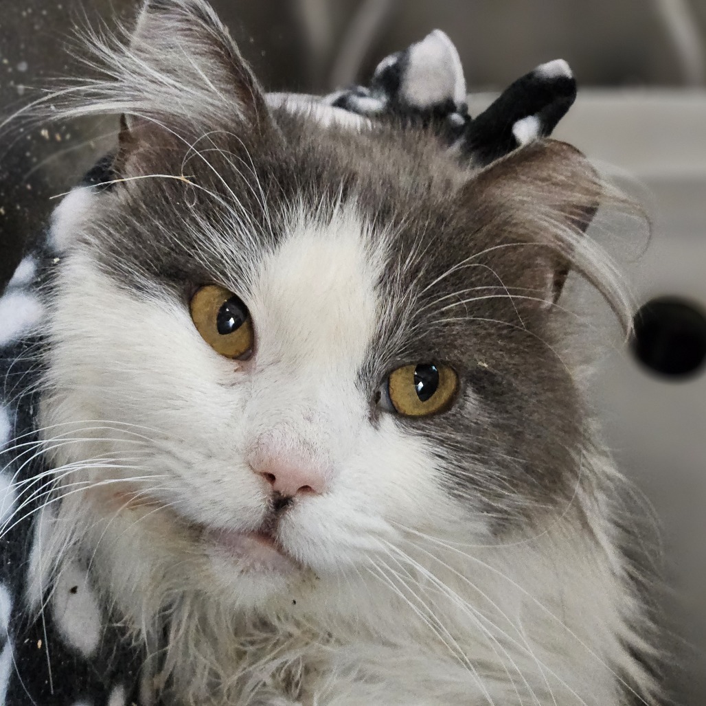 Hercules - Domestic Medium Hair