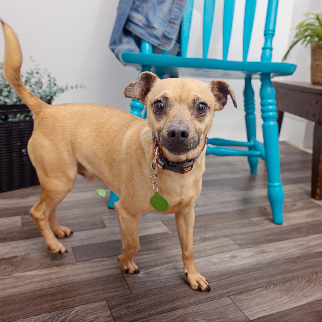 Daytona - Chihuahua/Mix