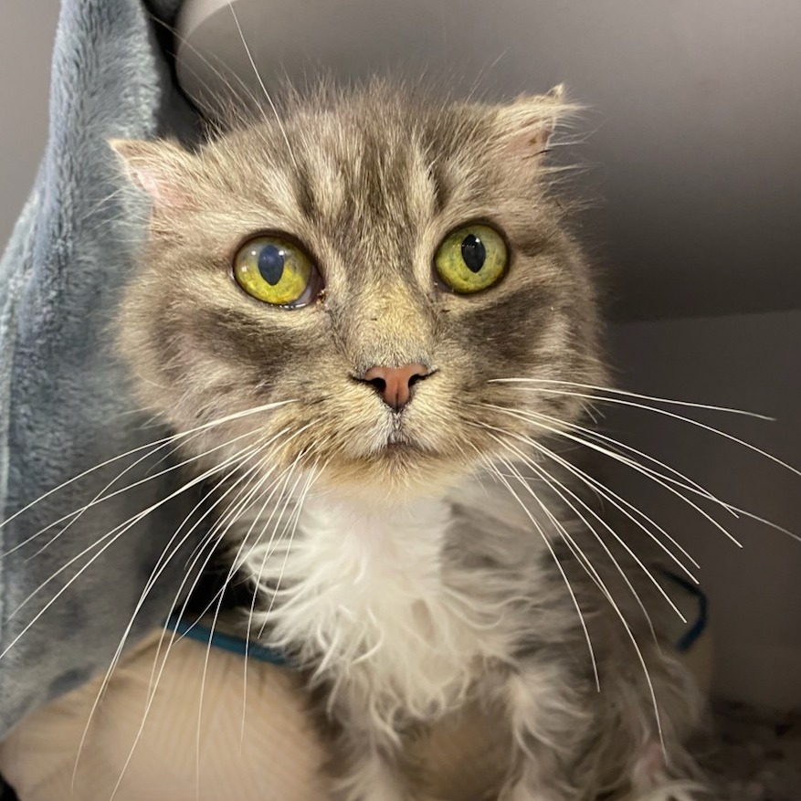 Agnes - Domestic Longhair