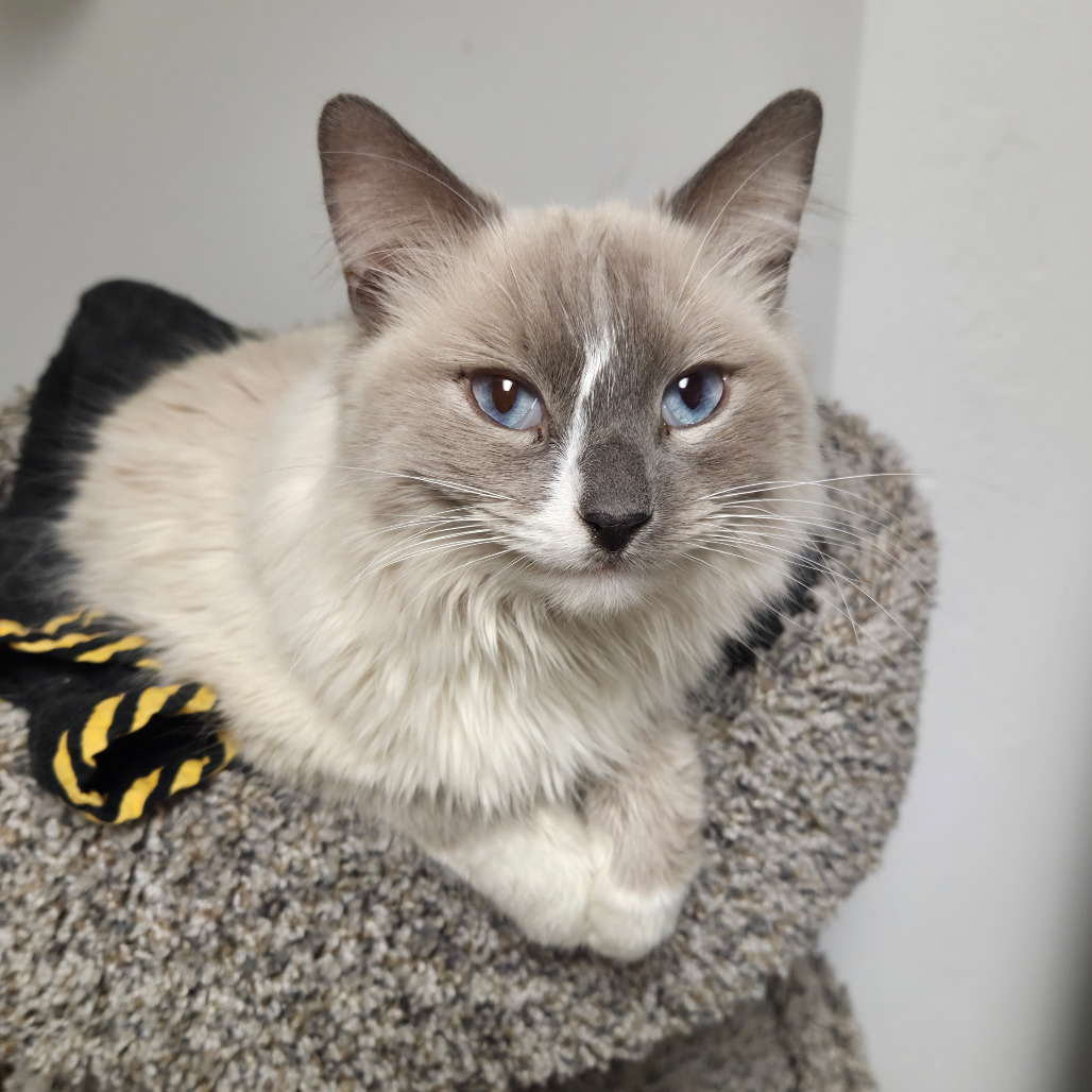 Muffin Man - Domestic Longhair