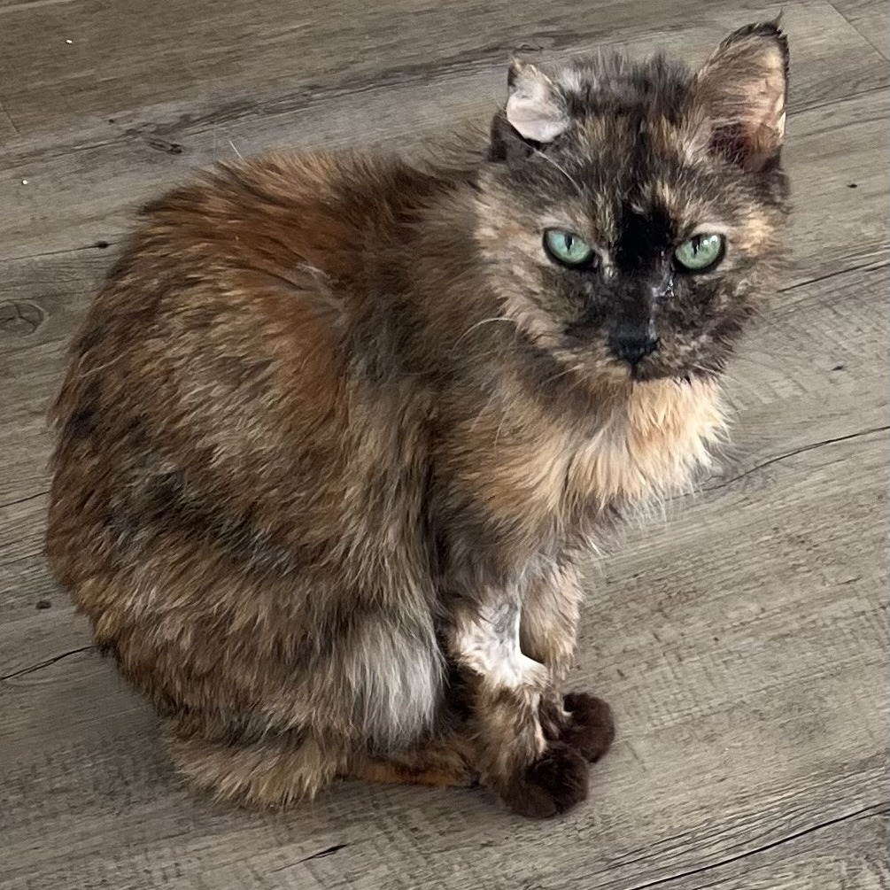 Chitil - Domestic Medium Hair