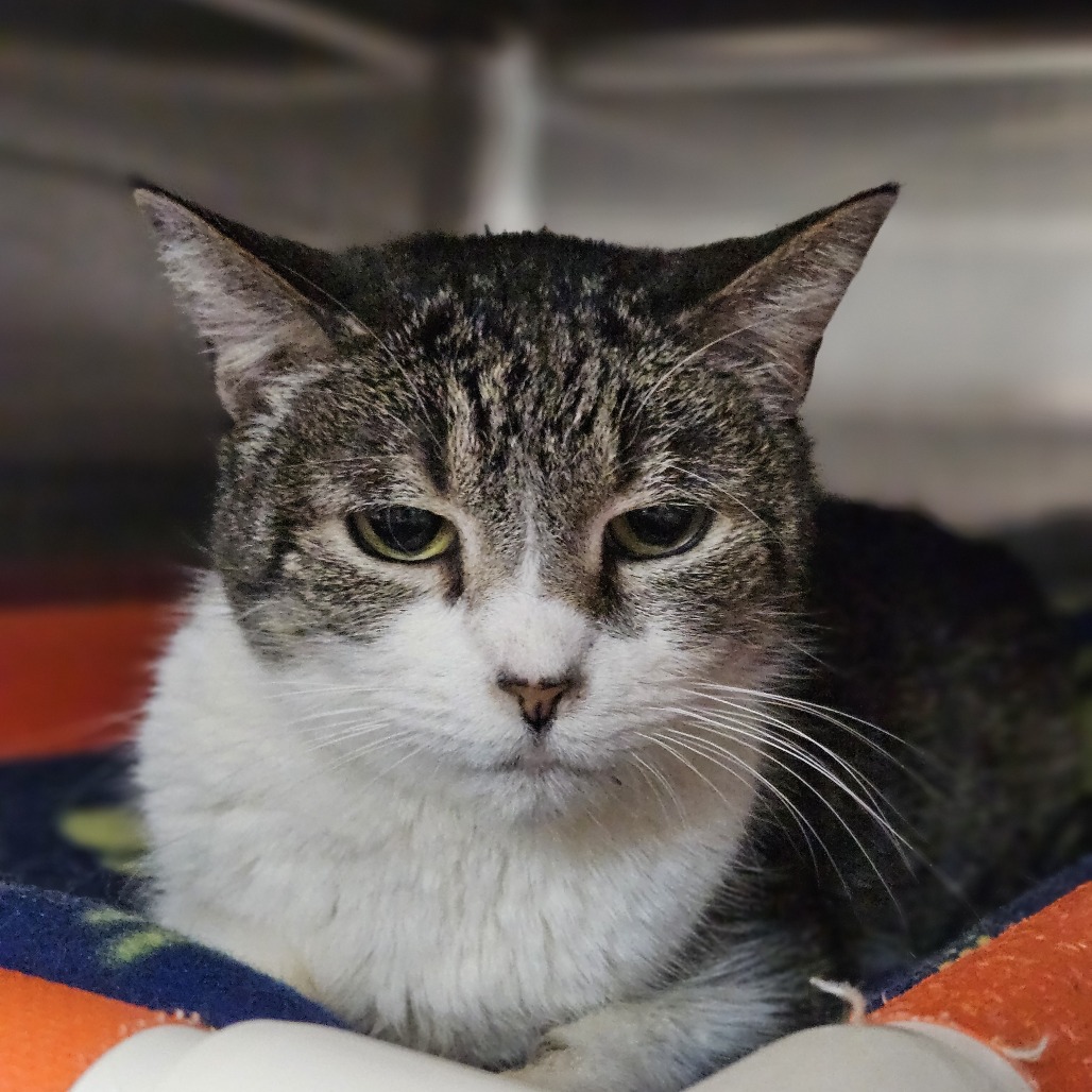 Lillith - Domestic Shorthair