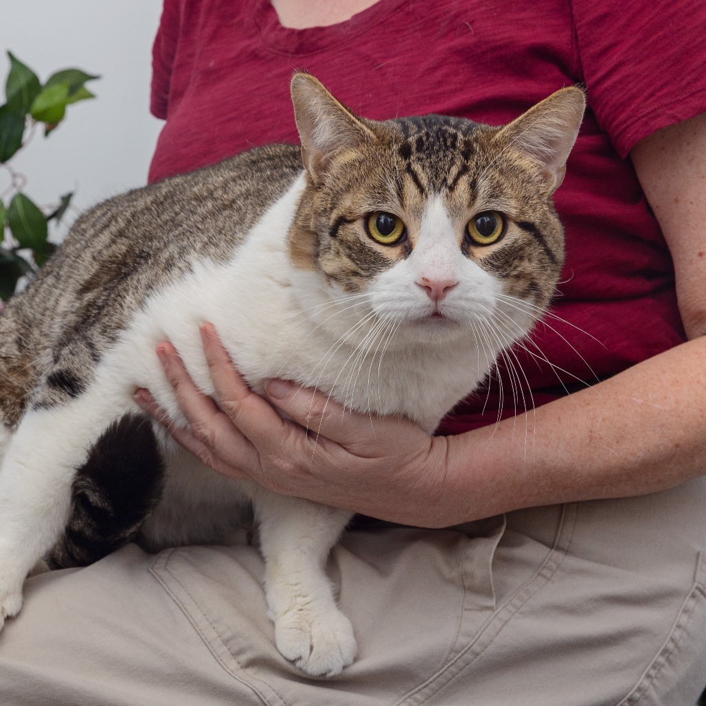 Redondo - Domestic Shorthair
