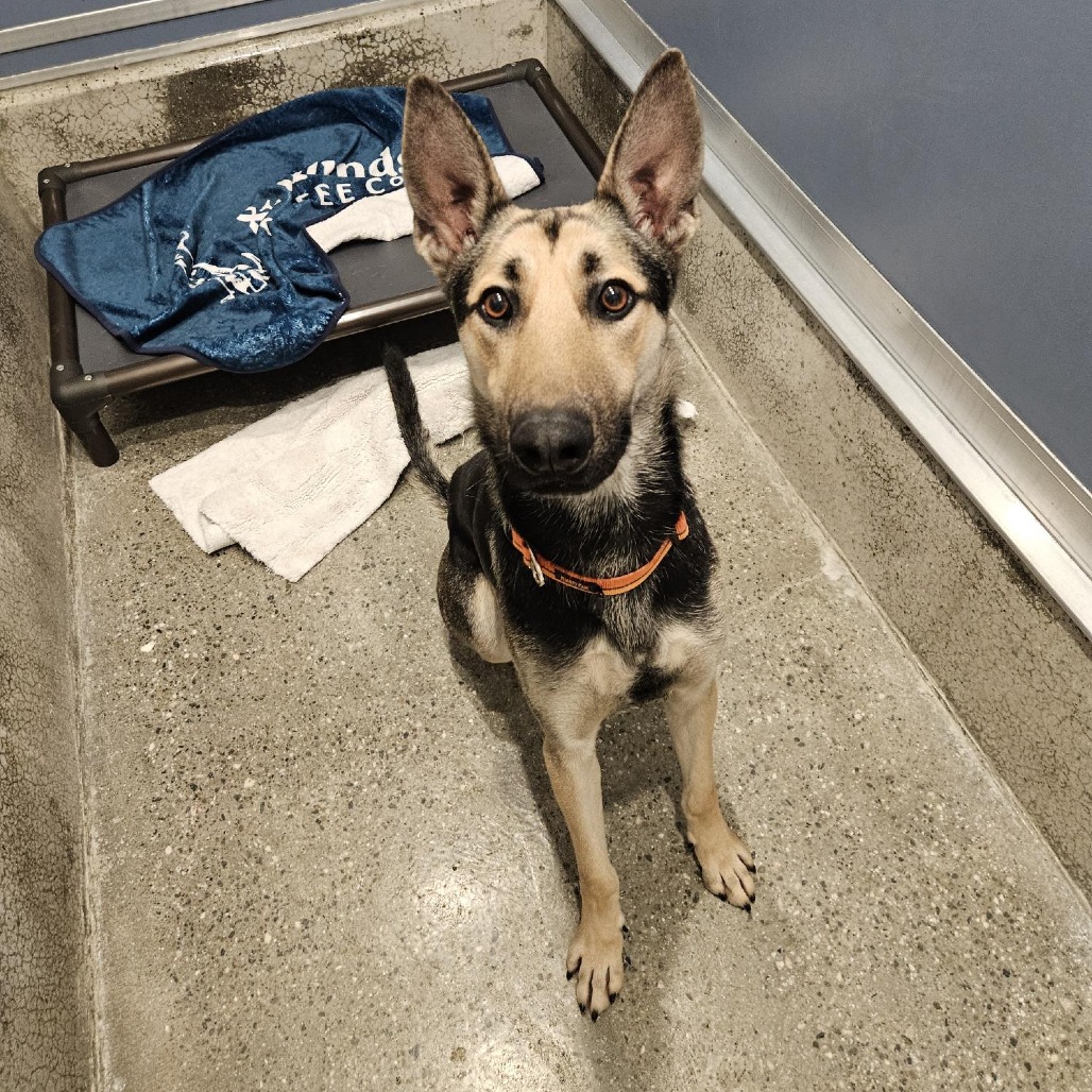 Kringle - Shepherd/Mix