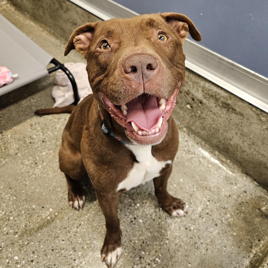 Rueben - Terrier, American Staffordshire/Mix