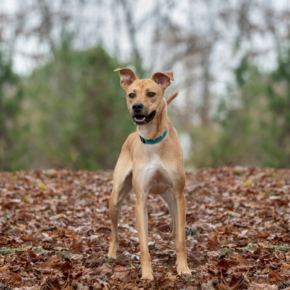 Sadie - Mixed Breed (Medium)