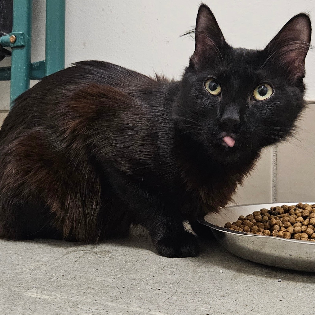 Peanut - Domestic Shorthair