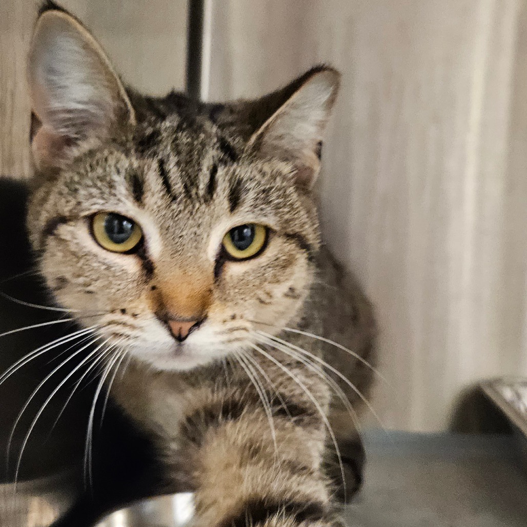Polly - Domestic Shorthair