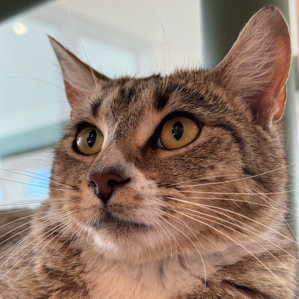 Oatmeal - Domestic Shorthair