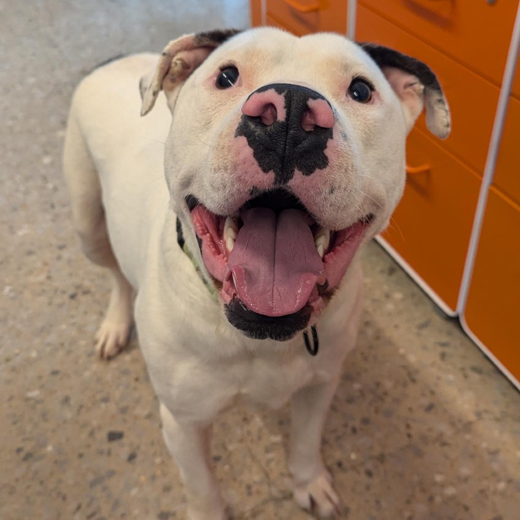 Shrek - Mixed Breed (Large)
