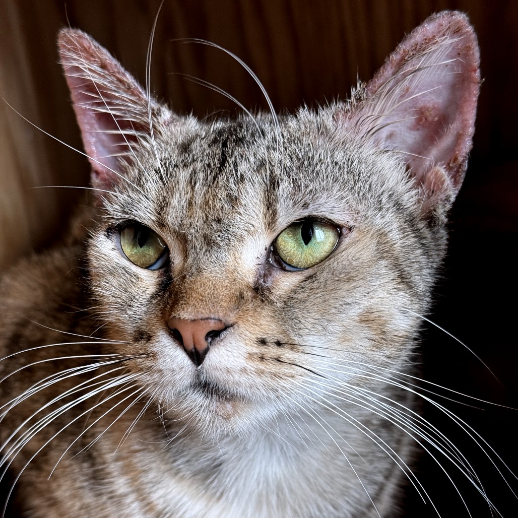 Cerenia - Domestic Shorthair