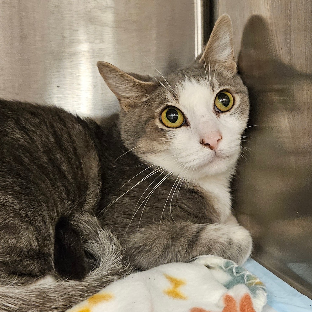 Rori - Domestic Shorthair