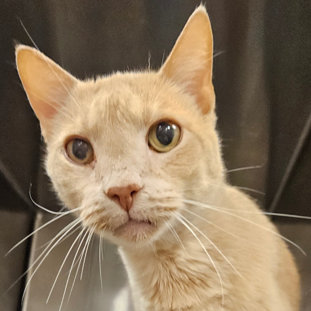 Zest - Domestic Shorthair