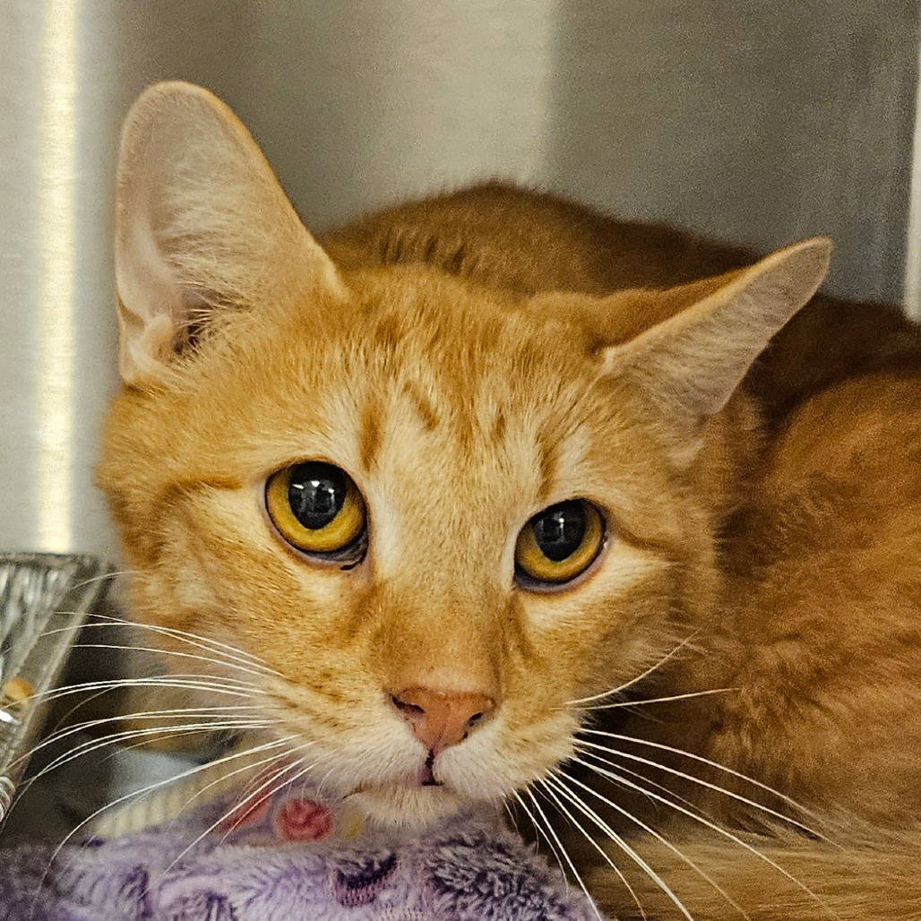 D.O.G. - Domestic Shorthair
