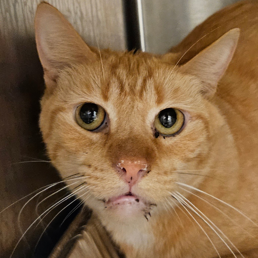 Apricot - Domestic Shorthair