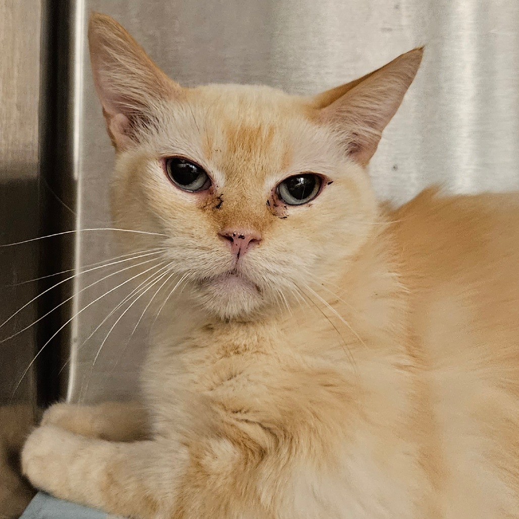 Ian - Domestic Shorthair